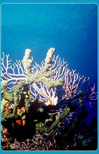 corallo tipico